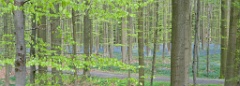 Hallerbos