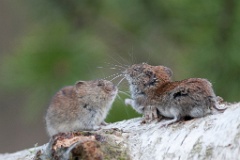 D7C 8152p Woelmuis