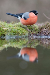 D7C 8155p Goudvink