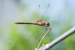 Macro-opnamen